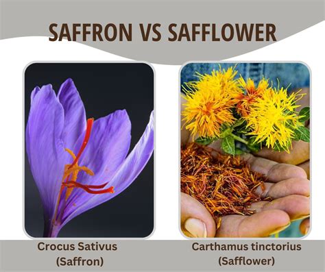 safflower vs saffron